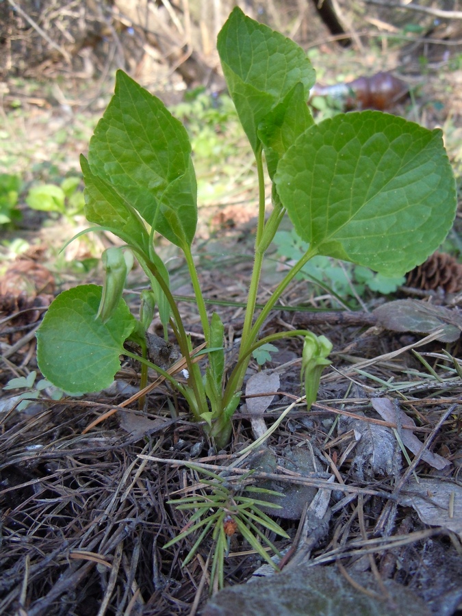 Изображение особи Viola mirabilis.