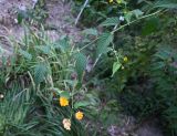 Kerria japonica variety pleniflora. Верхушка побега с цветущими и отцветающими цветками. Краснодарский край, г. Горячий Ключ, палисадник. 16.08.2026.