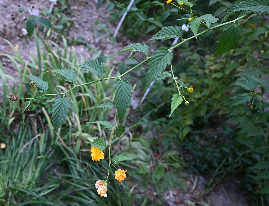 Image of Kerria japonica var. pleniflora specimen.