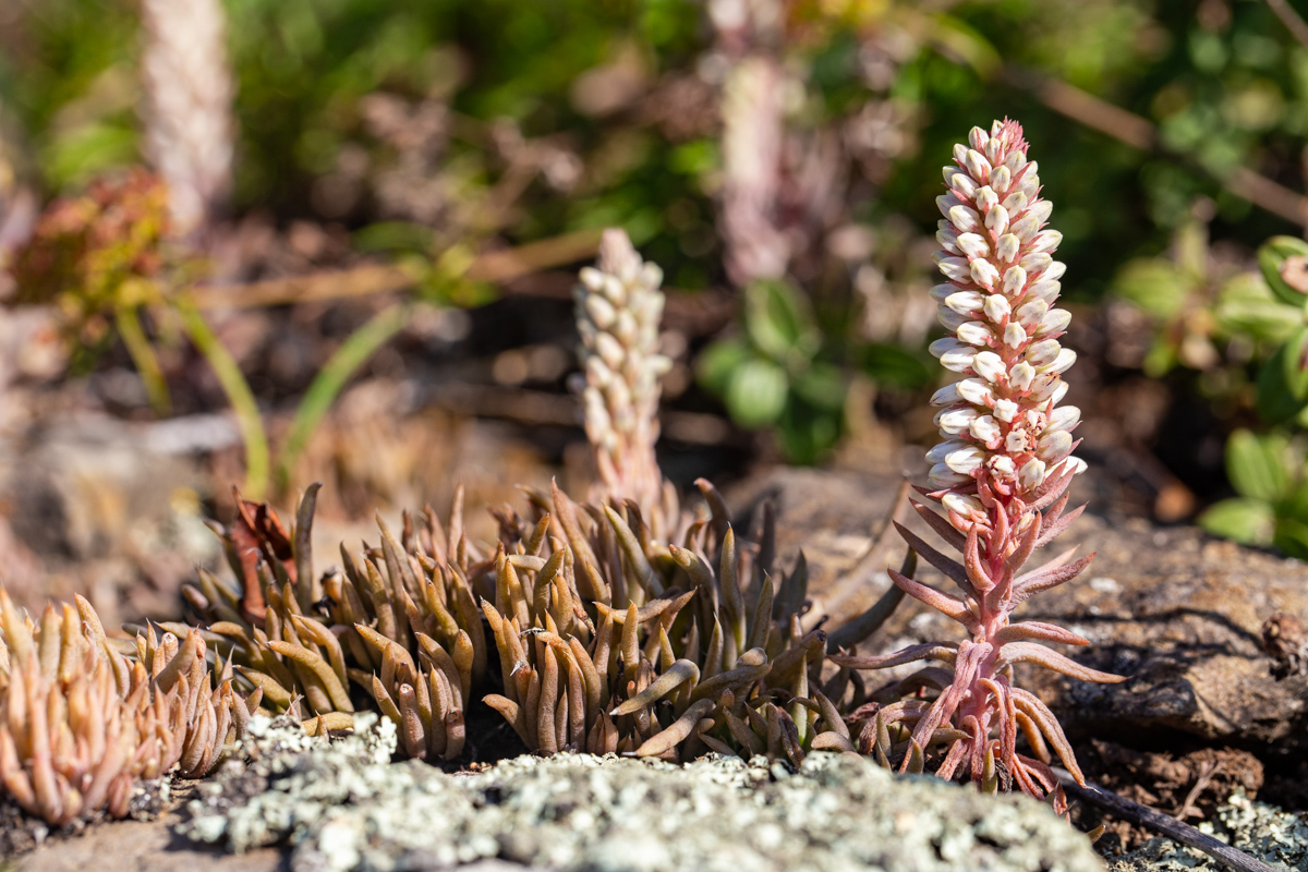 Изображение особи Orostachys erubescens.