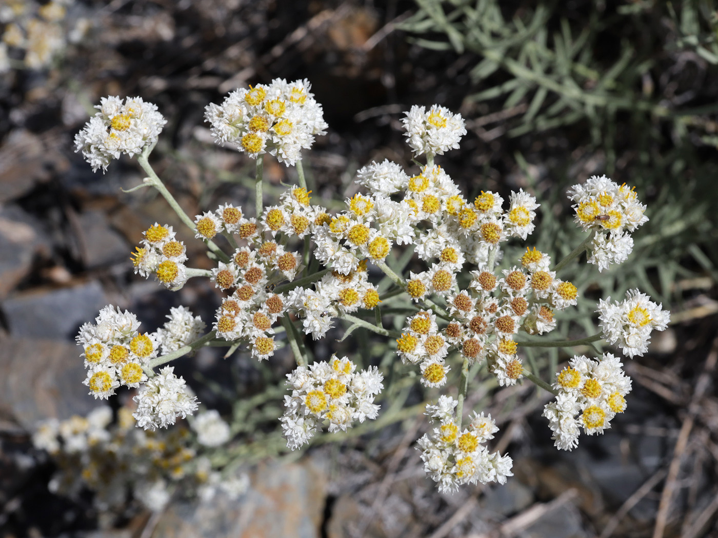 Image of genus Anaphalis specimen.