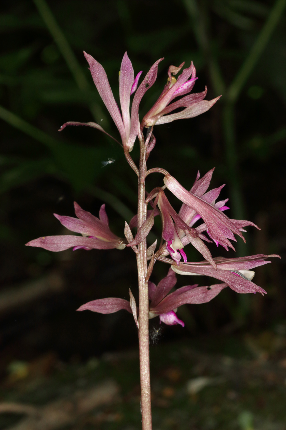 Image of Cremastra appendiculata var. variabilis specimen.