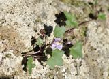 Cymbalaria muralis