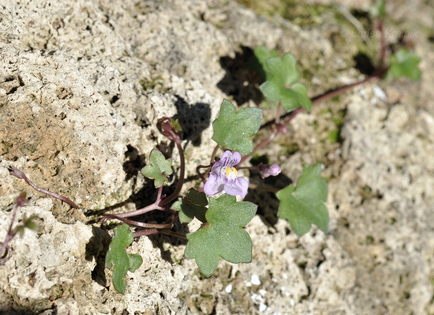 Изображение особи Cymbalaria muralis.