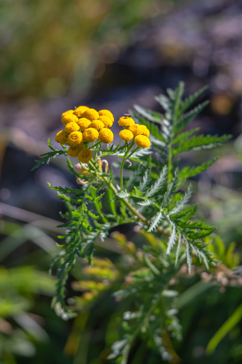 Изображение особи Tanacetum boreale.