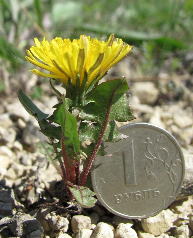 Изображение особи род Taraxacum.