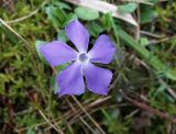 Vinca pubescens