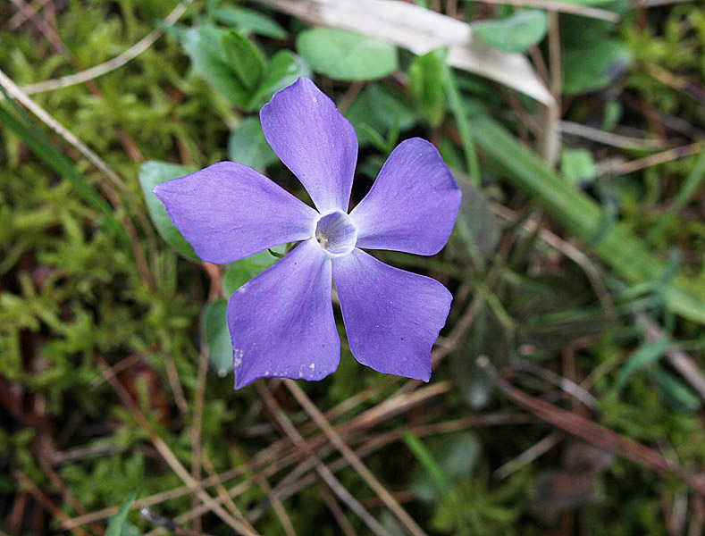 Изображение особи Vinca pubescens.