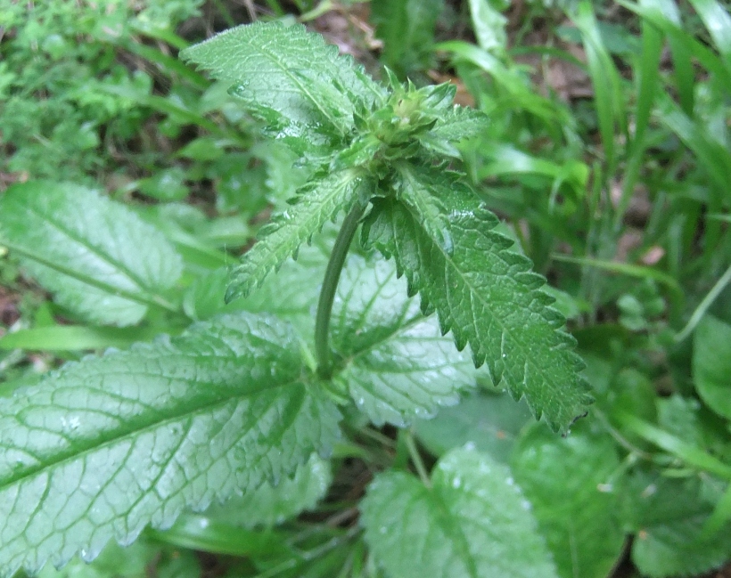 Image of Betonica officinalis specimen.