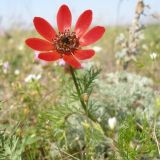 Adonis flammea