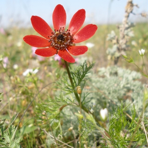 Изображение особи Adonis flammea.