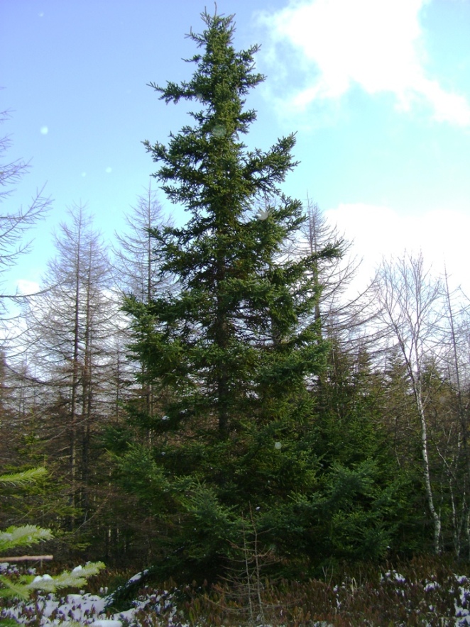 Image of Picea glehnii specimen.