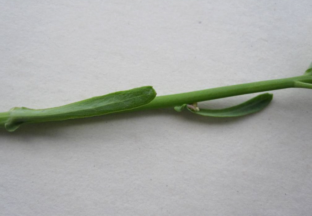 Image of Sisymbrium volgense specimen.