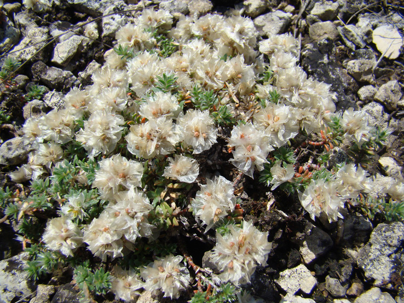 Image of Paronychia cephalotes specimen.