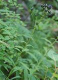 Saussurea parviflora. Верхушка расцветающего растения. Бурятия, Тункинские Гольцы, окр. с. Аршан. 20.07.2011.