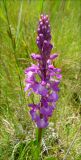 Anacamptis подвид dielsiana