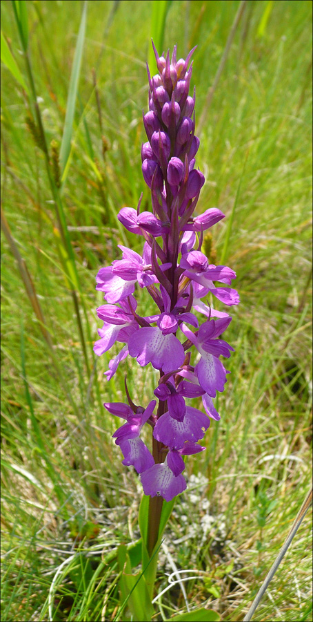 Изображение особи Anacamptis laxiflora ssp. dielsiana.
