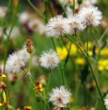 Senecio jacobaea. Соплодия. Москва, БС МГУ в культуре из Теберды. 05.09.2011.