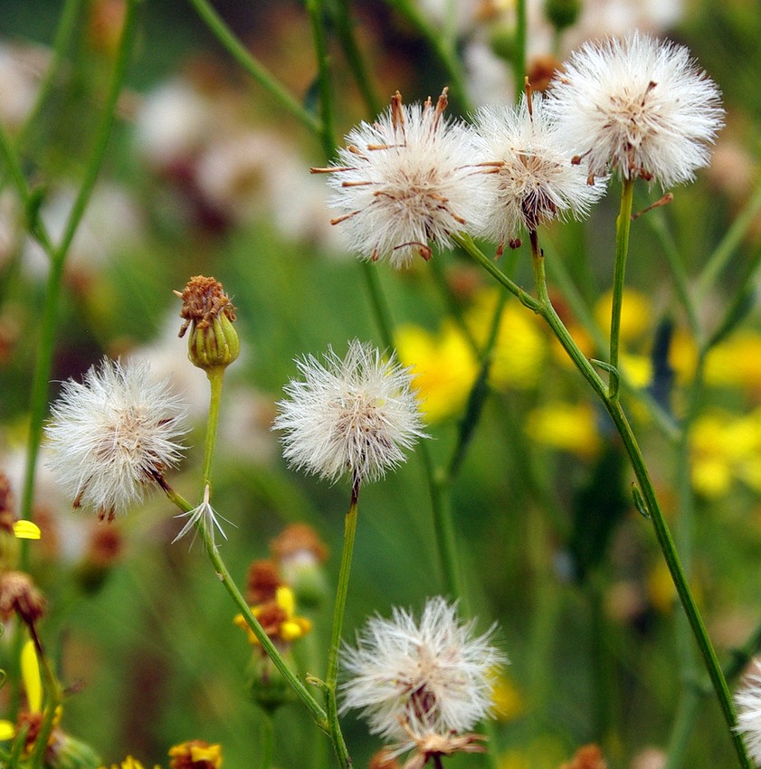 Изображение особи Senecio jacobaea.