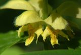 Galeobdolon luteum. Цветки. Московская обл., Раменский р-н, окр. дер. Хрипань. 06.06.2004.