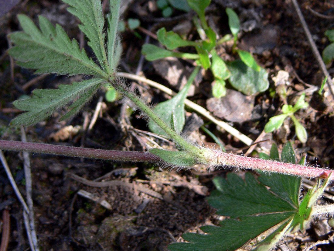 Изображение особи Potentilla goldbachii.