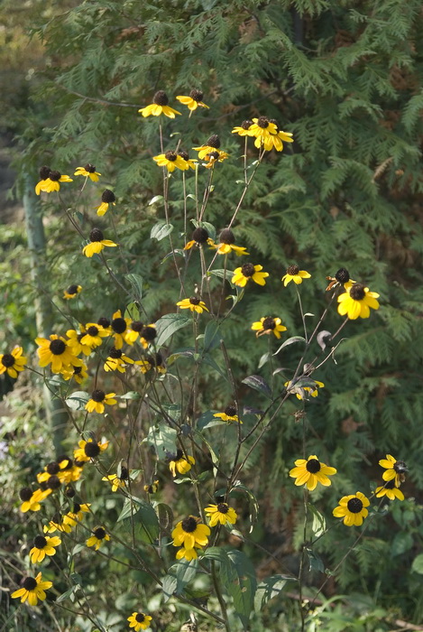 Image of Rudbeckia triloba specimen.