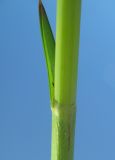 Schoenoplectus triqueter