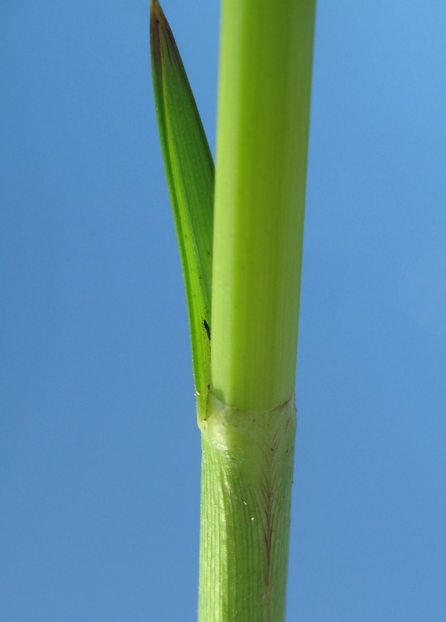 Image of Schoenoplectus triqueter specimen.