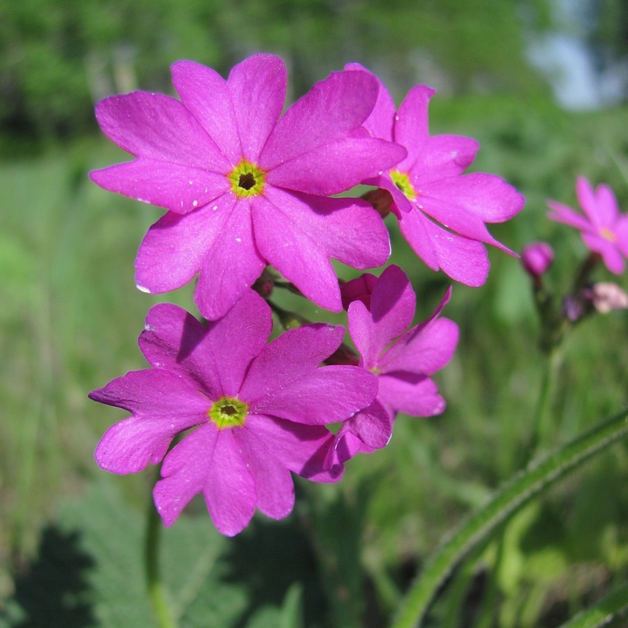 Image of Primula cortusoides specimen.
