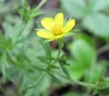 Potentilla tergemina. Цветок. Читинская обл., окр. с. Нерчинский Завод. 30.07.2011.