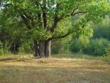 Quercus robur. Дубы на опушке леса. Московская обл., Раменский р-н, окрестности д. Хрипань. 10.08.2002.