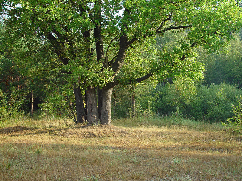Image of Quercus robur specimen.
