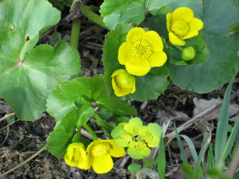 Image of Caltha palustris specimen.