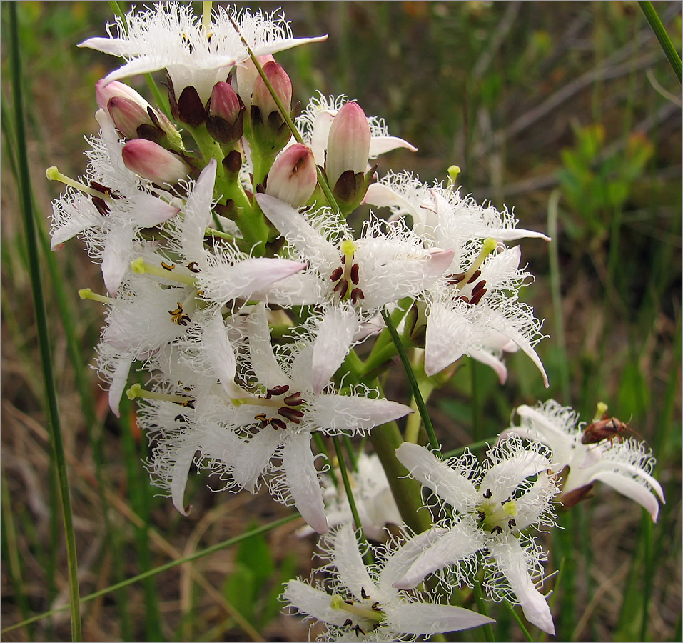 Image of Menyanthes trifoliata specimen.