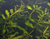 Potamogeton &times; babingtonii