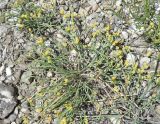 Ephedra distachya. Мужское растение с фруктификациями. Оренбургская обл., Губерлинские горы, долина р. Урал, холмистая гряда в окр. с. Подгорного. 21.05.2011.