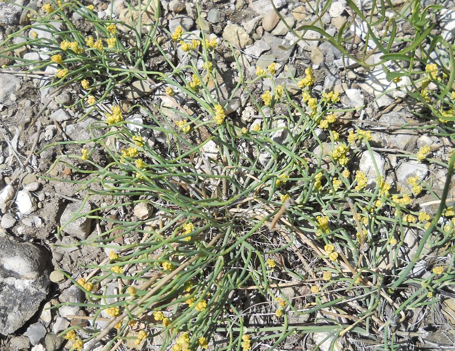Image of Ephedra distachya specimen.