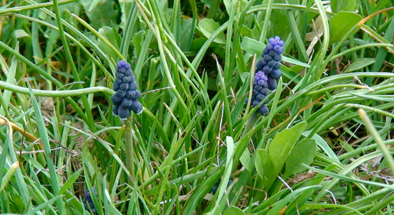Image of Muscari neglectum specimen.