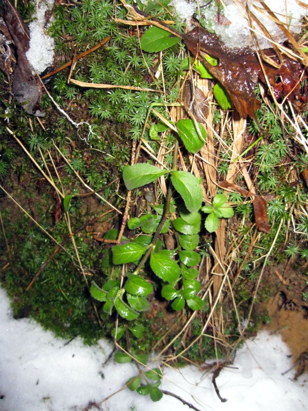 Image of Veronica officinalis specimen.