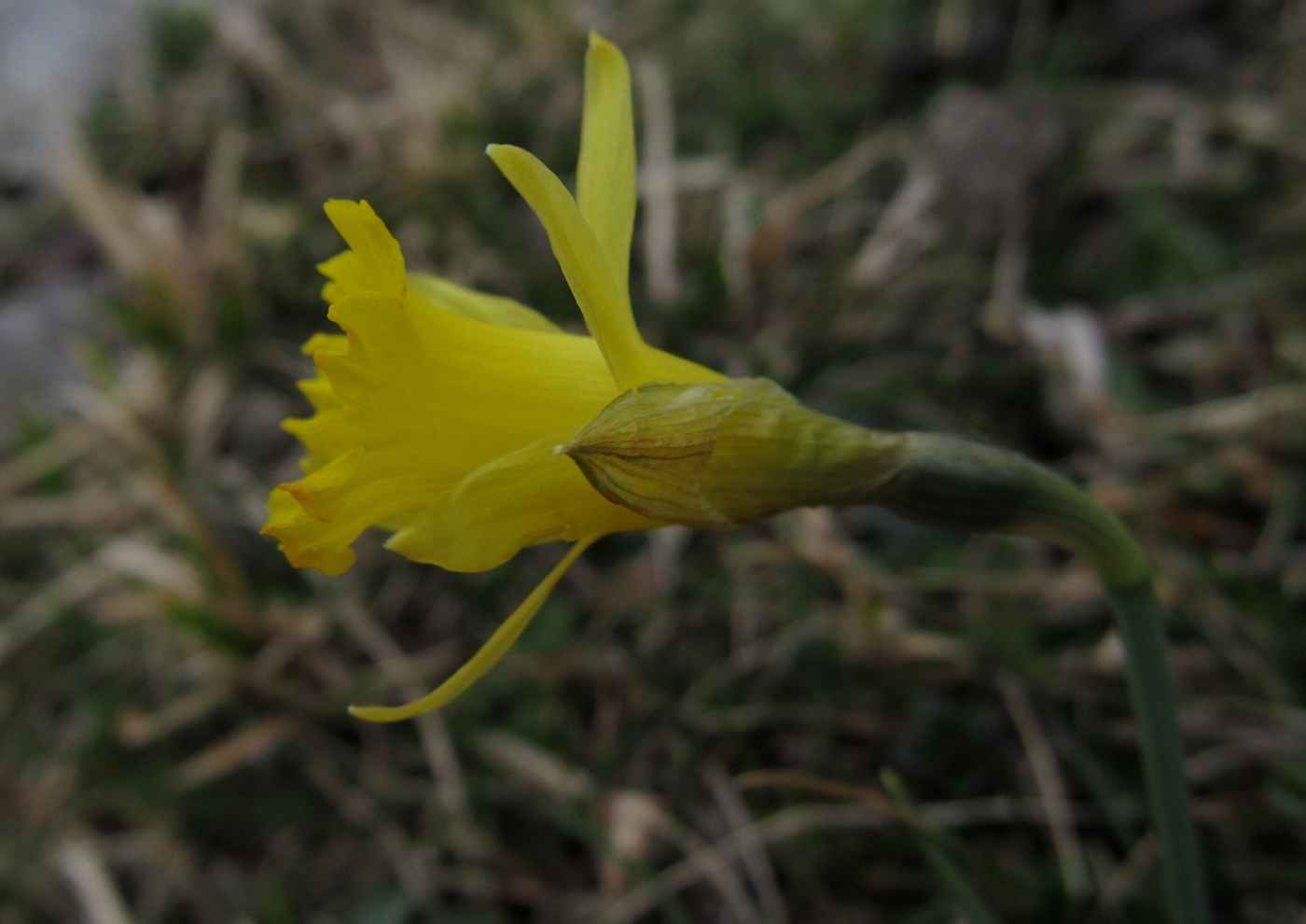 Image of Narcissus asturiensis specimen.
