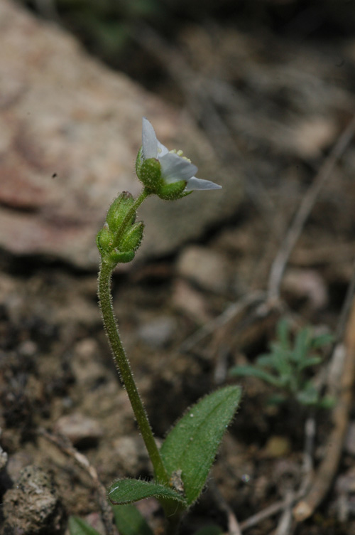 Image of Holosteum glutinosum specimen.