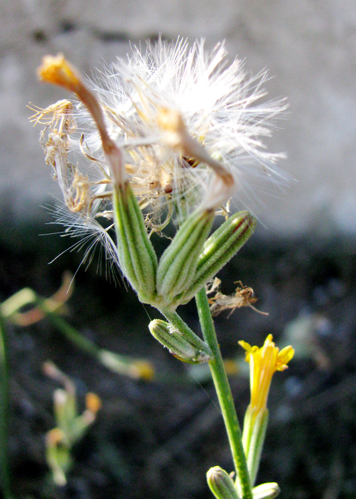 Image of Chondrilla juncea specimen.