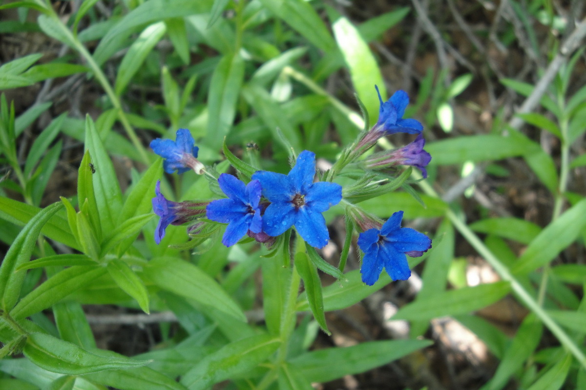 Изображение особи Aegonychon purpureocaeruleum.