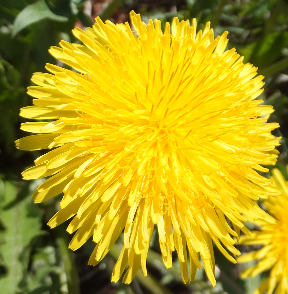 Изображение особи род Taraxacum.