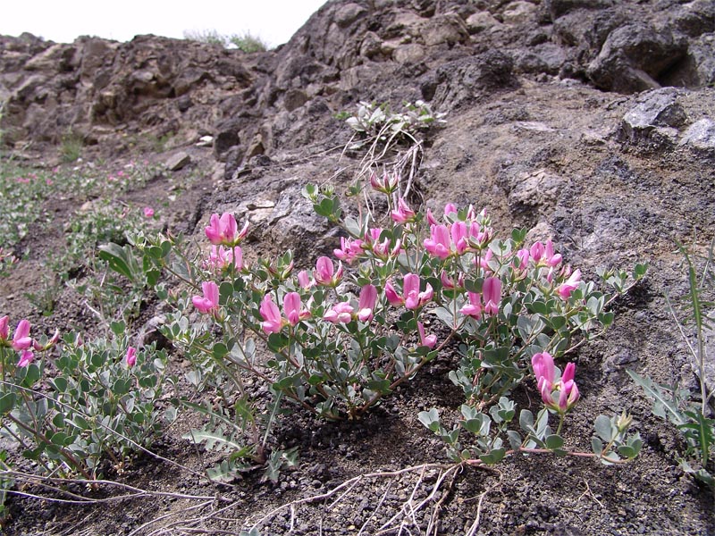 Image of Lotus gebelia specimen.