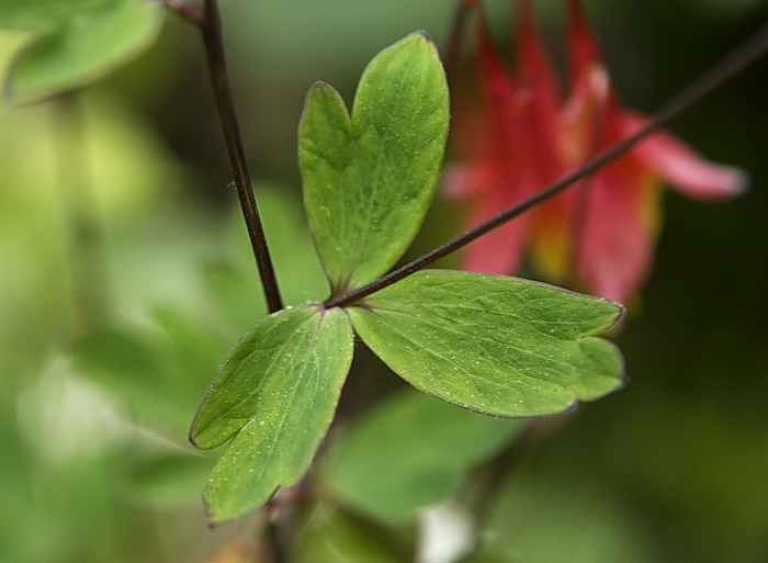 Image of Aquilegia canadensis specimen.