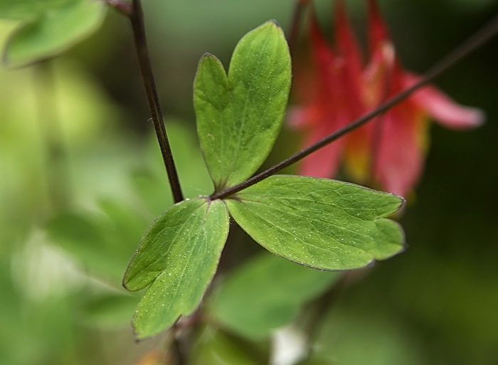 Изображение особи Aquilegia canadensis.