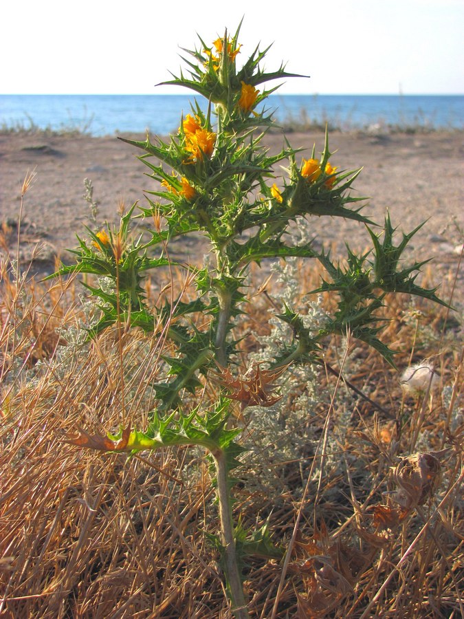 Изображение особи Scolymus hispanicus.