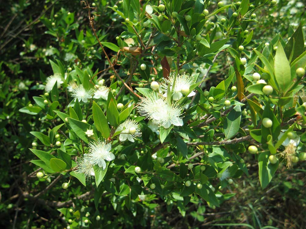 Изображение особи Myrtus communis.