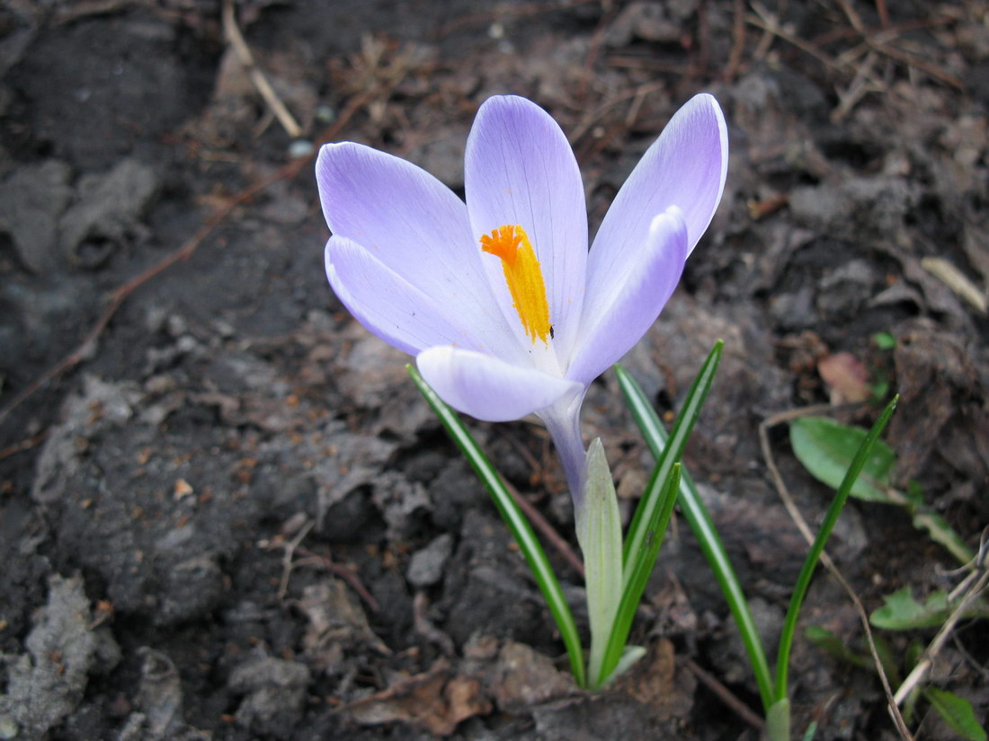 Изображение особи Crocus vernus.